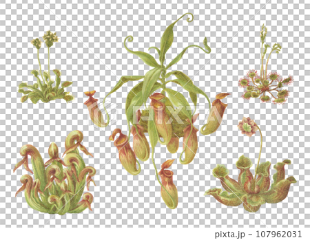 いろいろな食虫植物 植物画セット いろいろな食虫植物 植物画セット 107962031