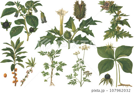 毒のある植物 植物画セット 毒のある植物 植物画セット 107962032
