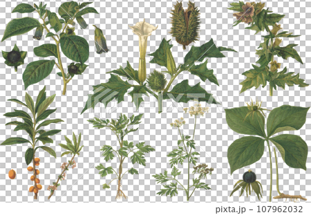 毒のある植物 植物画セット 毒のある植物 植物画セット 107962032
