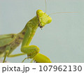 Praying mantis scientifically known as Mantodea, predatory behavior and fascinating close-up details 107962130