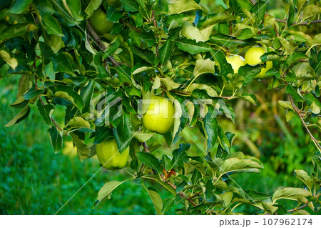 青いリンゴ（品種不明） 107962174