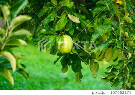 青いリンゴ（品種不明） 107962175