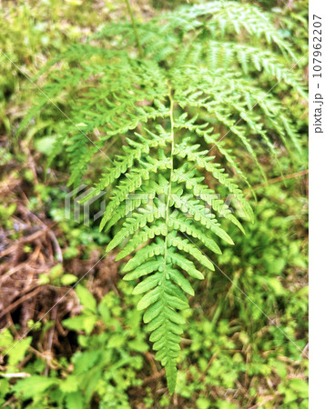 自生するシダ植物 自生するシダ植物 107962207