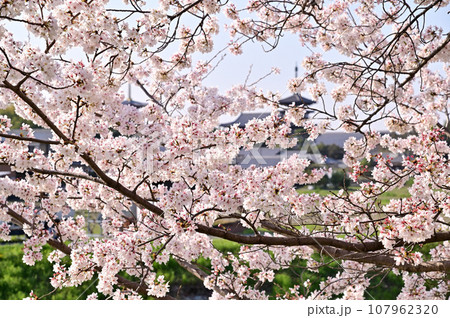 春の秋篠川、満開の桜並木 春の秋篠川、満開の桜並木 107962320