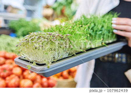 Close-up of trays with various microgreens in hands of woman at farmer's market Close-up of trays with various microgreens in hands of woman at farmer's market 107962439