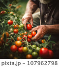 Working farm hands hold a branch with tomatoes. Harvest care. Blurred foreground. 107962798