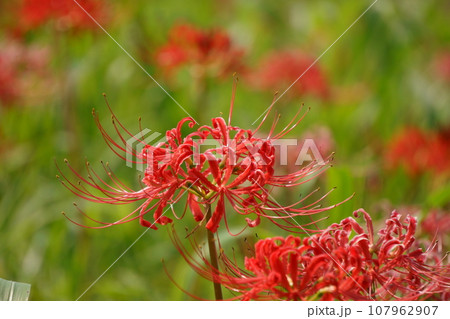 赤いヒガンバナのクローズアップ5 赤いヒガンバナのクローズアップ5 107962907