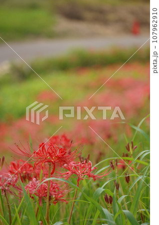 土手に咲く赤いヒガンバナ7 107962910
