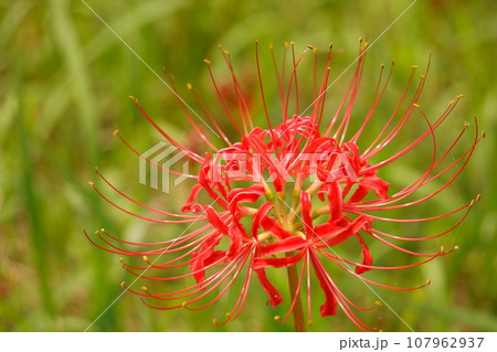 赤いヒガンバナのクローズアップ1 107962937