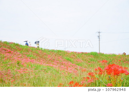 土手に咲くヒガンバナ2 107962948