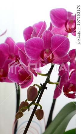 美しい胡蝶蘭の花 107963176