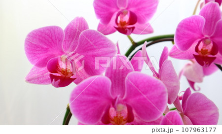 美しい胡蝶蘭の花 107963177