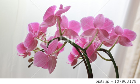 美しい胡蝶蘭の花 107963179