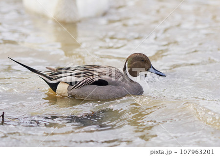 北海道の春に訪れるオナガガモのオス 107963201