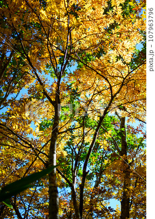 色付く木々 107963796