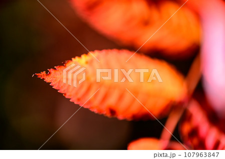 ナナカマドの紅葉する葉 107963847