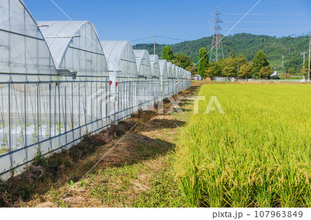 ビニールハウスと水田【安曇野市】 107963849