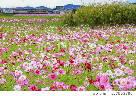 藤原宮跡　満開のコスモス 107963880