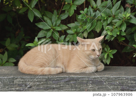 さくらねこ さくらねこ 107963986