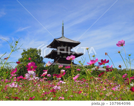 法起寺とコスモス 107964096