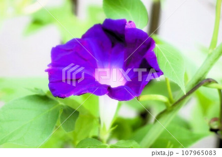 夏の花:あさがお:アサガオの花:朝顔:庭の花壇 夏の花:あさがお:アサガオの花:朝顔:庭の花壇 107965083