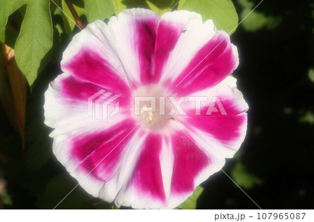 夏の花:あさがお:アサガオの花:朝顔:庭の花壇 夏の花:あさがお:アサガオの花:朝顔:庭の花壇 107965087