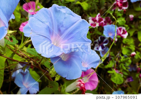 夏の花:あさがお:アサガオの花:朝顔:庭の花壇 夏の花:あさがお:アサガオの花:朝顔:庭の花壇 107965091