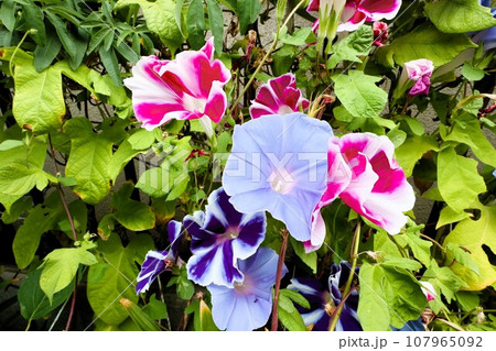夏の花：あさがお：アサガオの花：朝顔：庭の花壇 107965092