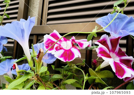 夏の花:あさがお:アサガオの花:朝顔:庭の花壇 夏の花:あさがお:アサガオの花:朝顔:庭の花壇 107965093