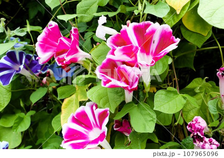 夏の花:あさがお:アサガオの花:朝顔:庭の花壇 夏の花:あさがお:アサガオの花:朝顔:庭の花壇 107965096