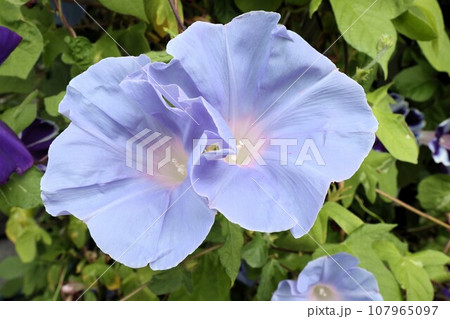 夏の花：あさがお：アサガオの花：朝顔：庭の花壇 107965097