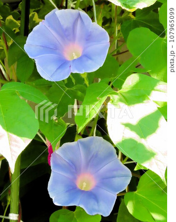 夏の花:あさがお:アサガオの花:朝顔:庭の花壇 夏の花:あさがお:アサガオの花:朝顔:庭の花壇 107965099