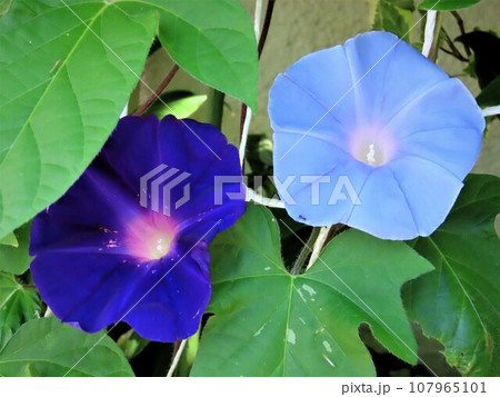 夏の花：あさがお：アサガオの花：朝顔：庭の花壇 107965101