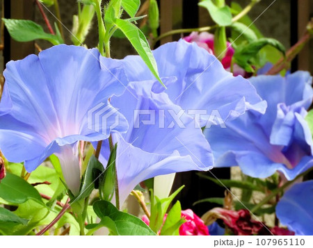 夏の花:あさがお:アサガオの花:朝顔:庭の花壇 夏の花:あさがお:アサガオの花:朝顔:庭の花壇 107965110