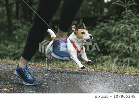Woman jogging after rain with her dog at park path 107965249