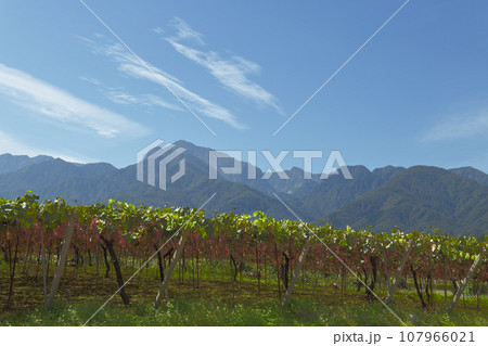 北杜市白州町、甲州ブドウのブドウ園と甲斐駒ケ岳 北杜市白州町、甲州ブドウのブドウ園と甲斐駒ケ岳 107966021