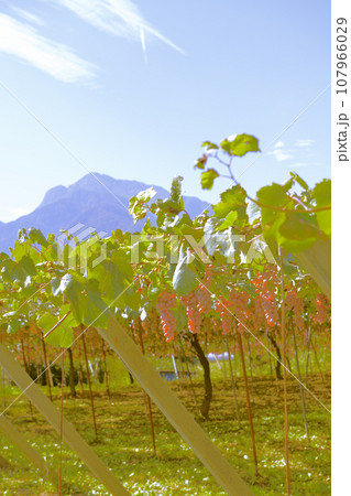 北杜市白州町、甲州ブドウのブドウ園と甲斐駒ケ岳 107966029