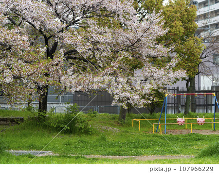 雨に濡れた公園の桜とブランコ 107966229