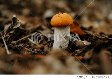 Edible mushroom Leccinum aurantiacum, Orange red capped scaber boletus in forest 107966251