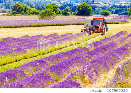 Tractor working on lavender field. Harvest time 107966380