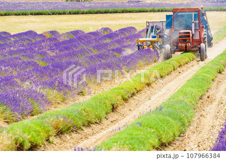 Tractor working on lavender field. Harvest time 107966384