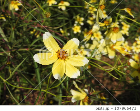 キクザキセンダングサの花 キクザキセンダングサの花 107966473