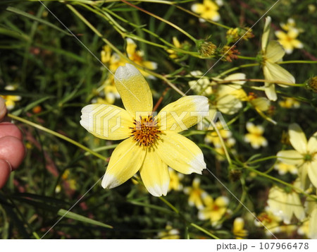 キクザキセンダングサの花 キクザキセンダングサの花 107966478