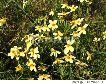 キクザキセンダングサの花 キクザキセンダングサの花 107966481