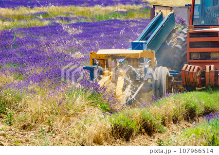 Tractor working on lavender field. Harvest time 107966514
