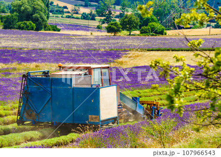 Tractor working on lavender field. Harvest time 107966543