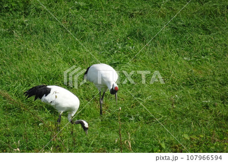 北海道　鶴居村の丹頂鶴3 107966594