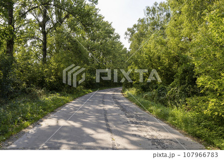paved old road in the forest in summer 107966783