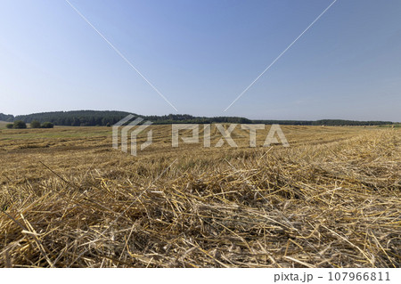 A field with cereals in the summer A field with cereals in the summer 107966811