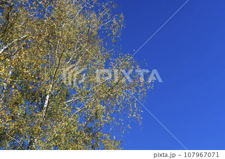 sunny autumn weather in a birch forest with a blue sky 107967071
